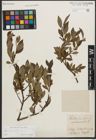 Foto von Salix phylicifolia L.